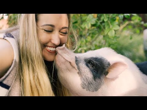 Video: Pet Scoop: Beachgoers Išsaugoti dešimtis delfinų, paršelis rastas klajojo viešbutyje