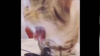 =)Кот в ужасе от еды хозяина =)Кот в ужасе от еды хозяина
