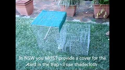 Indian Myna  Some Basic Instructions for Trap Use