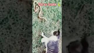 snake vs cat fight #youtubeshorts #youtube #alnoortiktok #ytshor