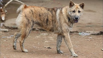 Siêu Phẩm H’mông Cộc Đuôi Vện Hổ Cực Hiếm Gặp.Nét Bản Hoang Dã Còn Hiếm Hoi Xót Lại Trên Bản..