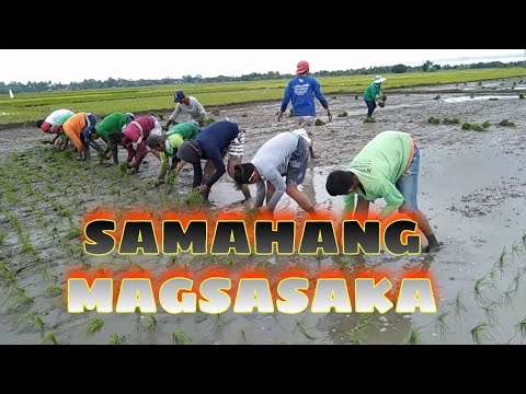 Video: Pag-puding Ng Bigas Na May Rhubarb