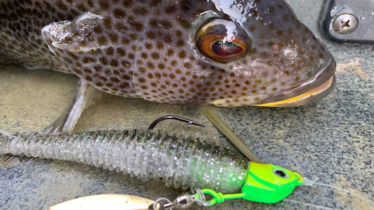 Dock Bay Bass - San Diego Bay 