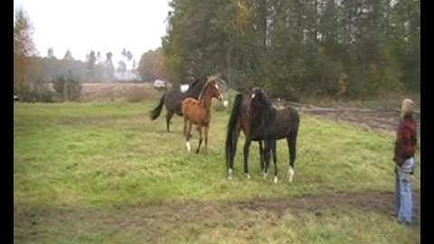 Pasiphäe K 01-11-2009