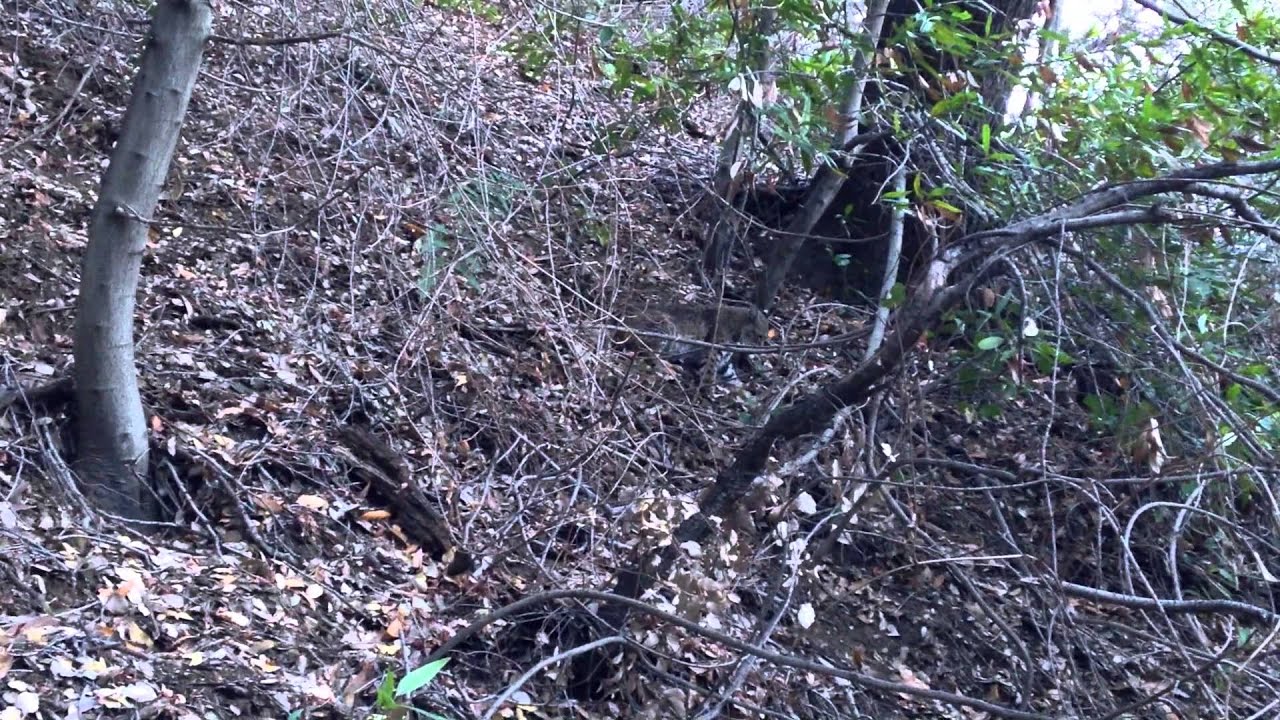 Bobcat in Santa Anita Canyon