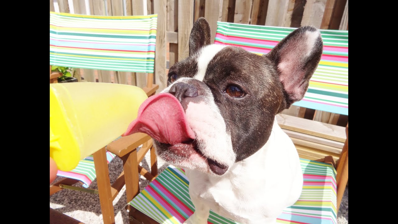 Chicken Ice Lollies American Bulldog Mix Lollies Ice Lolly Chicken Ice Lollies American Bulldog Mix Lollies Ice Lolly