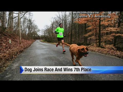 Video: Pet Scoop: câinele pierdut se unește în jumătate de maraton, unele pisici afirmă că sunt animale de companie