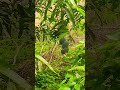 mango 🥭#fruits #shortvideo #shorts #nature #song #tamilsong