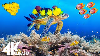 4K Stunning Underwater Wonders of the Red Sea - Colorful Coral Reef Inhabitants (4K VIDEO ULTRA HD)