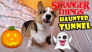 CORGI’S Stranger Things Halloween Haunted House! || Life After College: Ep. 656