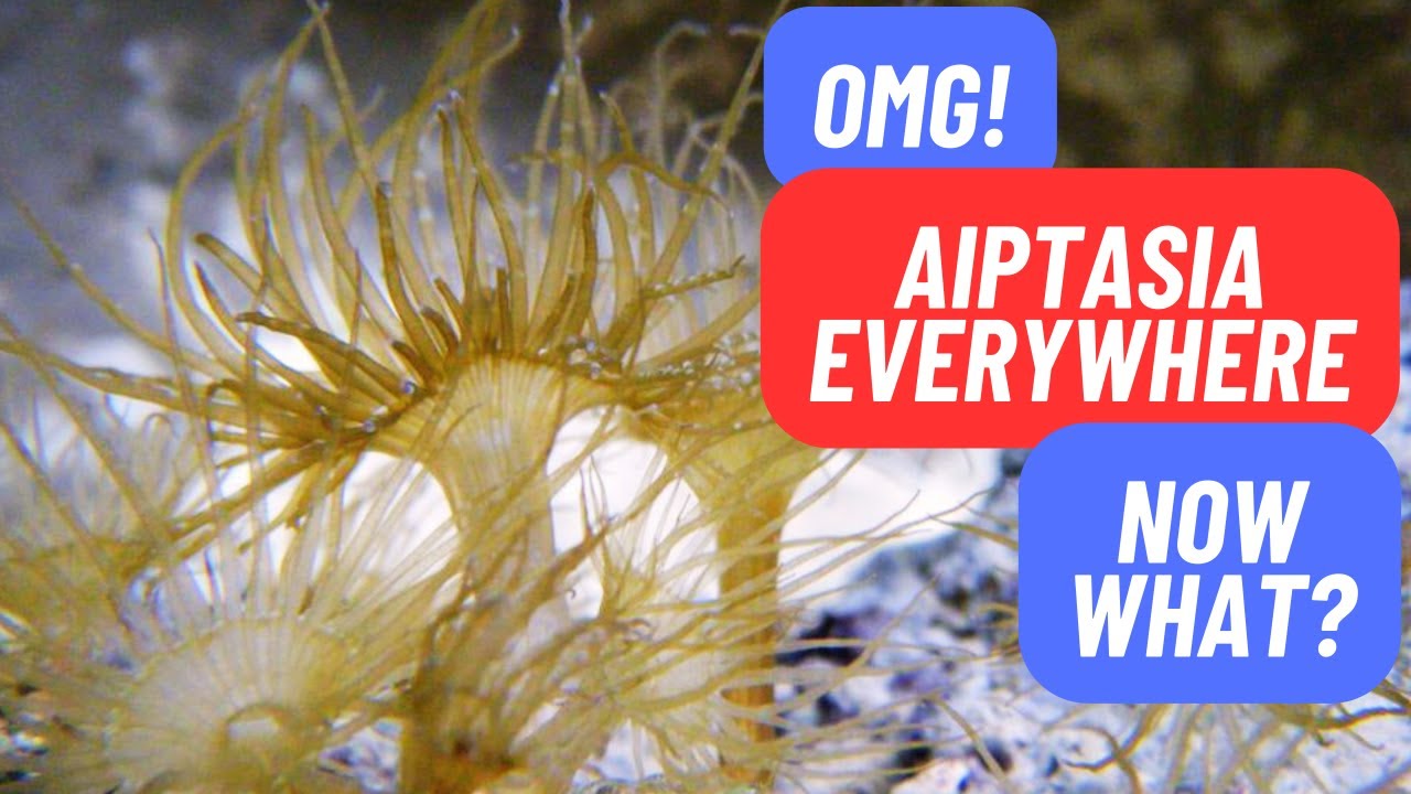 Aiptasia Eating Berghia Nudibranch Army YouTube