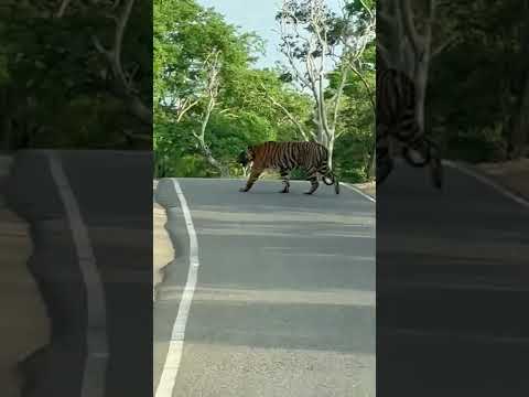 Tiger road crossing,