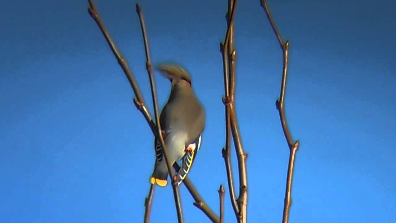 photography en español Adult male Waxwing