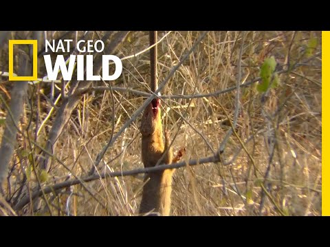 Watch a Snake-Eating Mongoose Swing From Its Prey | Nat Geo Wild