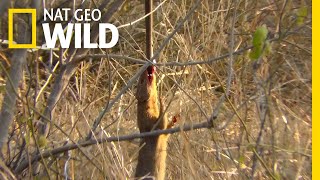Watch A Snake-Eating Mongoose Swing From Its Prey Nat Geo Wild