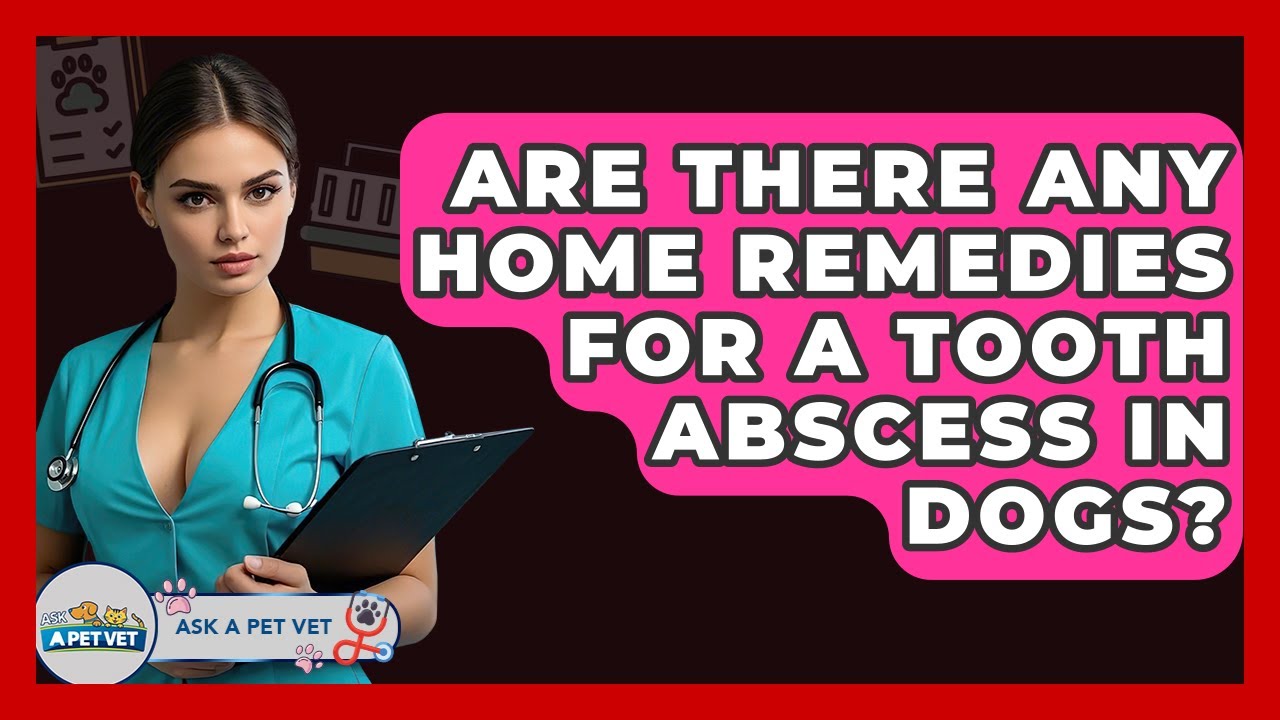 Are There Any Home Remedies For A Tooth Abscess In Dogs? - Ask A Pet Vet