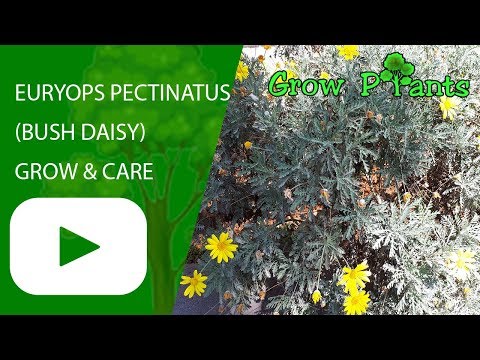 Видео: Euryops Daisy Bush - Информация о выращивании кустовых ромашек