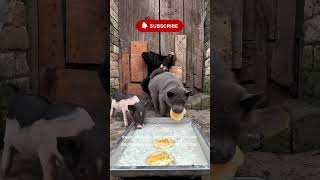 This puppy is WAY too cute to scroll past!🐶😍#shorts #shortvideo #short #shortsfeed #shortsvideo #dog