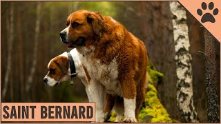 Saint Bernard Dog Breed Information | Dog Breed
