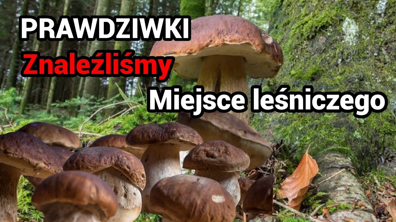 Белые грибы 2025 🌲🍄‍🟫🍄Октябрь - Грибников нет, но весь лес полон грибов🌲🌲🌳