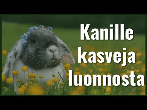 Video: Mitä Ruohoa Ei Pidä Antaa Kaneille Ja Miksi