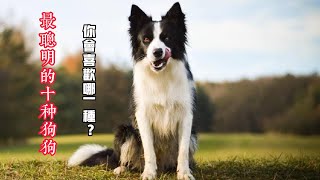 最聪明的十种狗狗，你会喜欢哪一种？