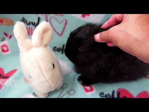 How to clean your rabbit's ear wax.