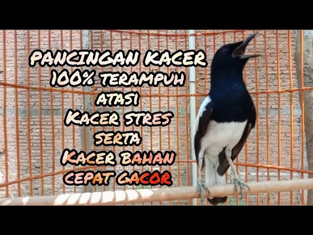 PANCINGAN TERAMPUH KACER STRES | KACER BAHAN CEPAT GACOR class=