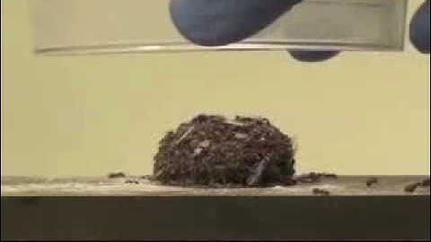 Shape-shifting ants keep moving to hold together