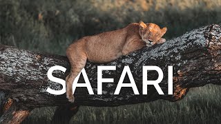 Safari in Tanzania with Altezza Travel | Wildlife Lovers