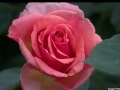 The Rose ~ Bette Midler ~. with Lyrics