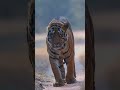 Royal Bengal Tiger-King of the jungle #nature #adventure #wildlife #tiger #tigerreserve #jungletiger