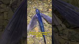 This Fish Can Fly Speeds of 60km/h | Flying Fish