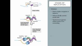 OSSM Biochem Chapter 25 - Stages of Replication