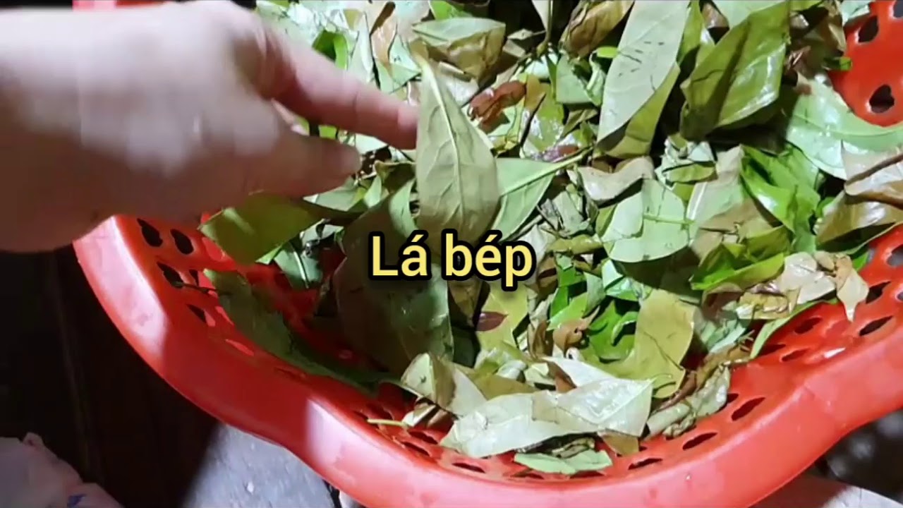 Gà xào lá bép - đặc sản rau rừng - YouTube