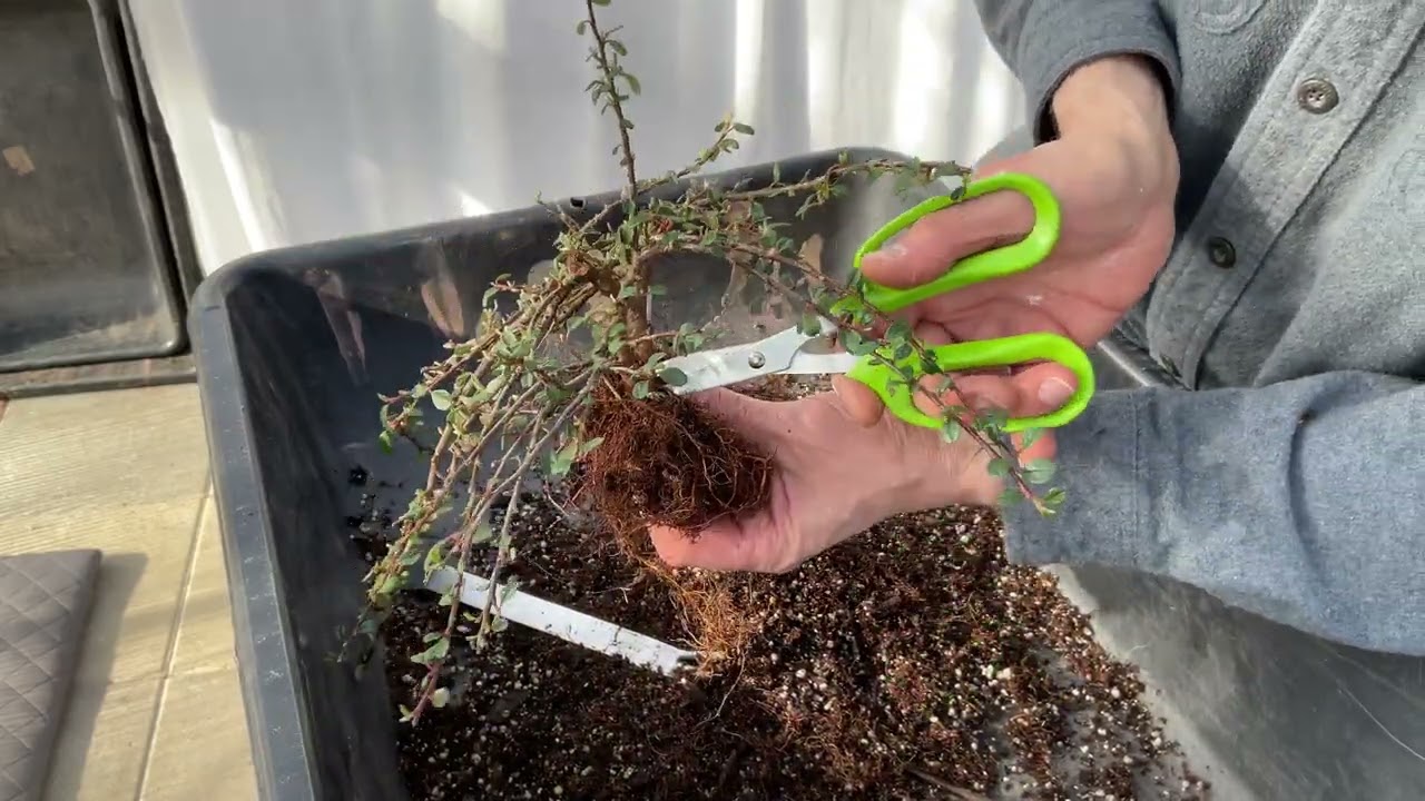 First styling of my Cotoneaster Horizontalis. 30-Mar-2023