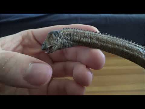 Eofauna Diplodocus Review