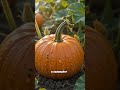 Секреты урожая, о которых молчат соседи! #полезныесоветы