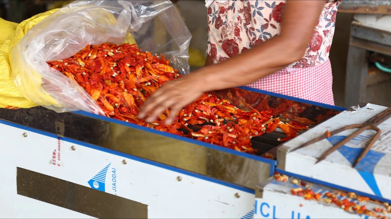 chili pepper drying machine YouTube