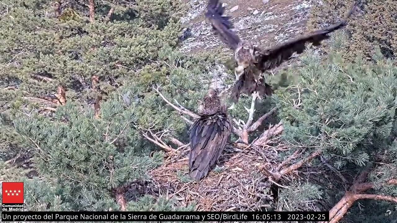 ¡Pugna por el nido! - Buitre negro  -  P.N. Sierra de Guadarrama