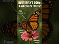 Titli ka Sharir – Butterfly Body Parts Explained for Kids | #shorts