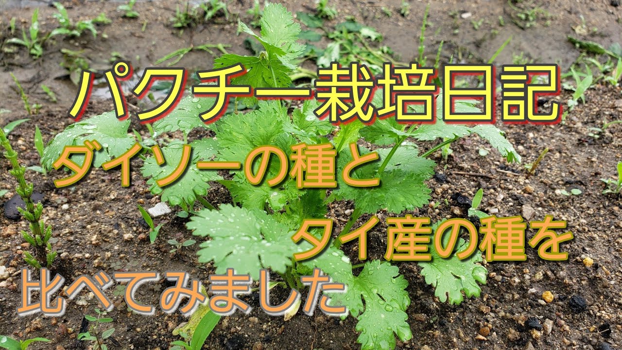 パクチー栽培日記 ダイソーの種とタイ産の種を育てました Youtube