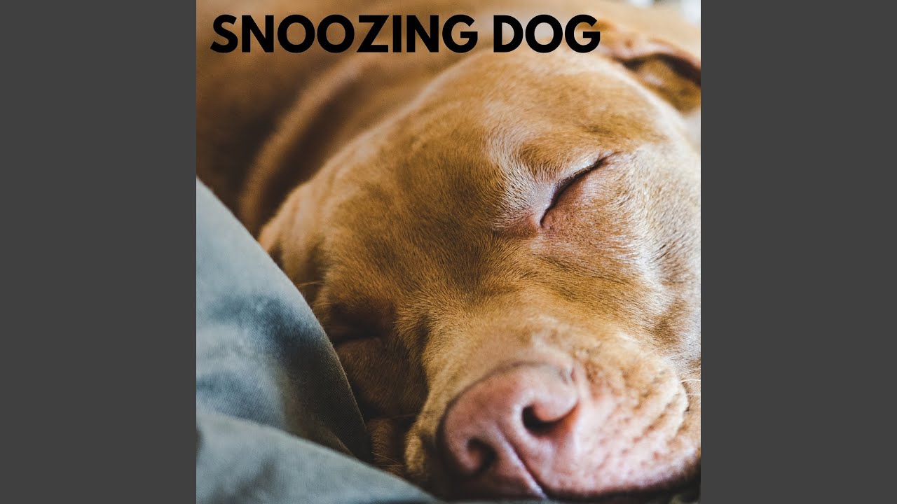 Snoozing Dog