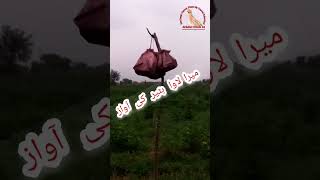 Batair Ki Awaz,Batair Hunting,Batair Ka Shikar, Female Batair