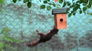 crazy squirrel chewing birds house