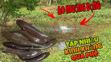 Câu Cá Lóc-Hành Trình Săn Lóc Hugo Mùa Lạnh Bằng Nhái Thật Và Cái Kết!#longvelic #fishing