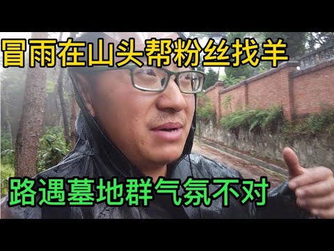 30斤小母羊要1000块，下雨帮粉丝去山里买羊路遇乱葬坟越走越害怕