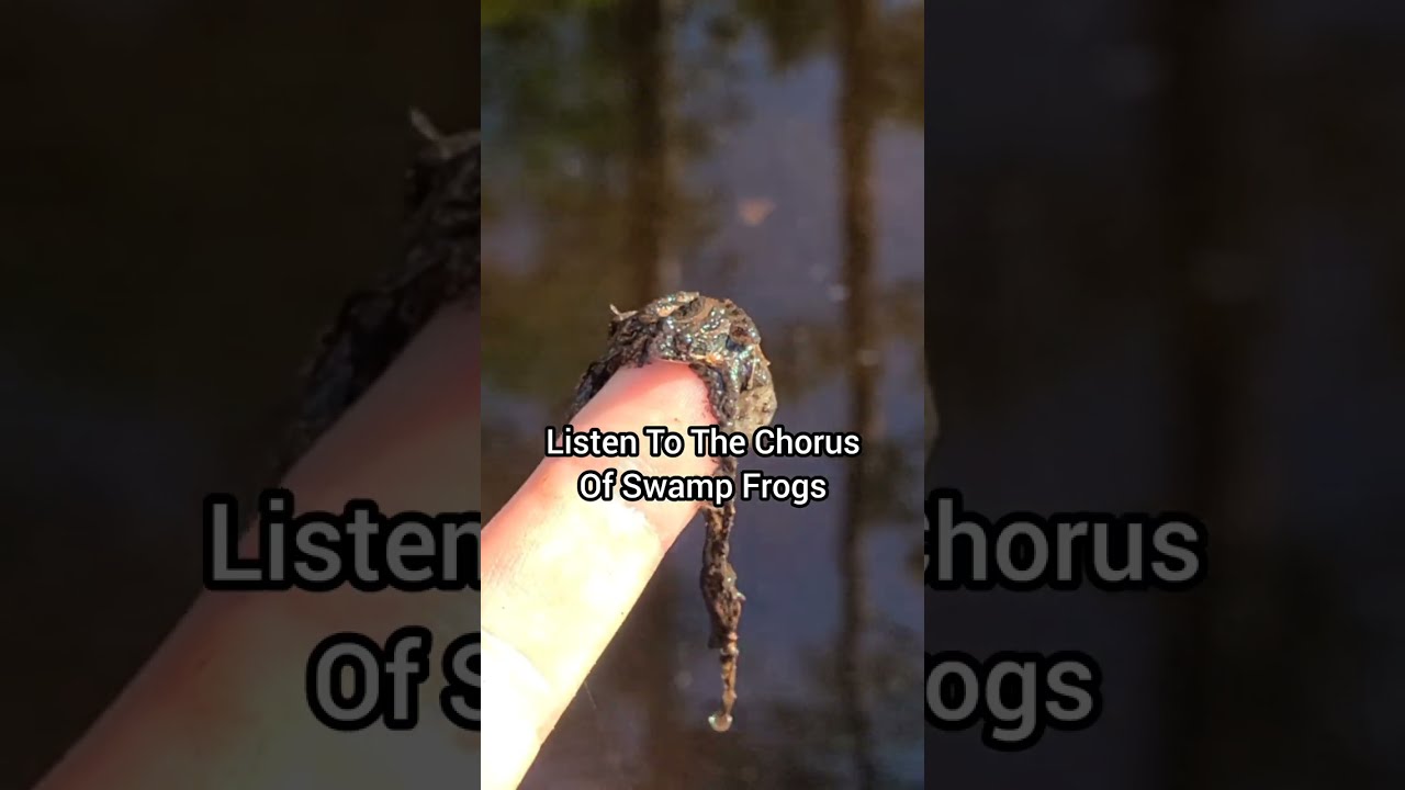 A Chorus Of Swamp Frogs
