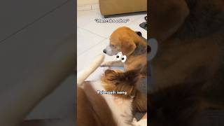 Ryuki Emosi Digangguin Adek Raiden