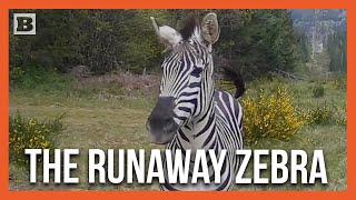 Meet Sugar The Zebra Who Escaped His Trailer En Route To Montana